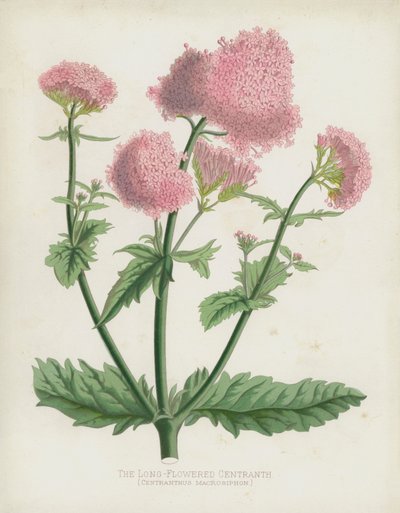 El Centranthus de Flores Largas, Centranthus Macrosiphon de English School